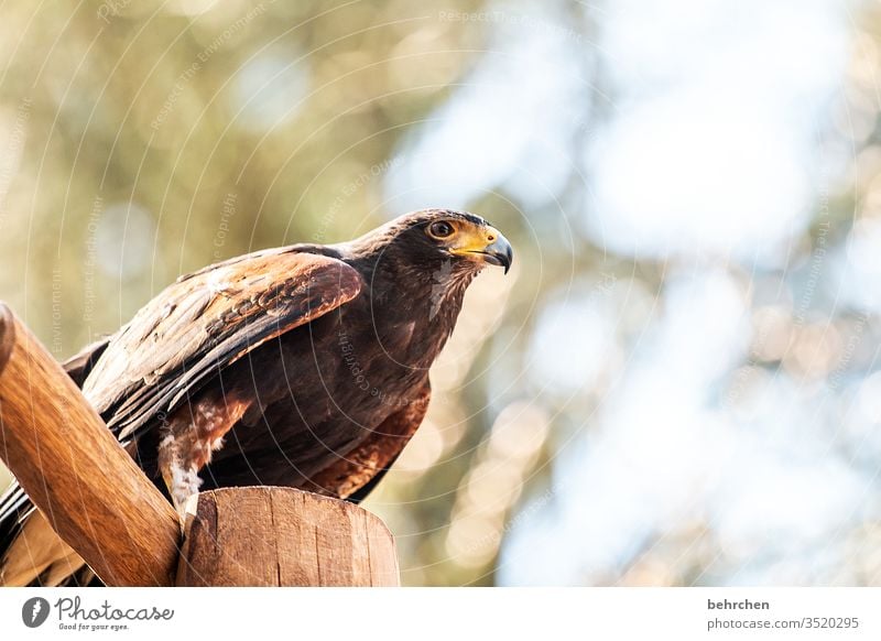 wörtlich genommen | adlerauge sei wachsam Tierliebe Farbfoto Außenaufnahme Licht Nahaufnahme Flügel Tierschutz Tierporträt hübsch Wildtier Fressen fliegen Natur