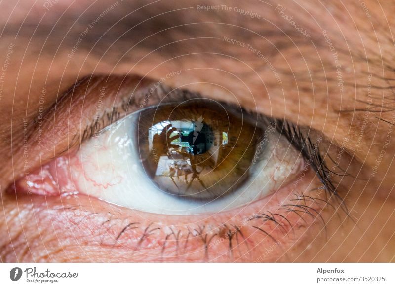 behind brown eyes Auge braunes Auge Erwachsene Mensch Blick Mann Nahaufnahme Pupille Augenbraue Wimpern Regenbogenhaut Sehvermögen Farbfoto Detailaufnahme