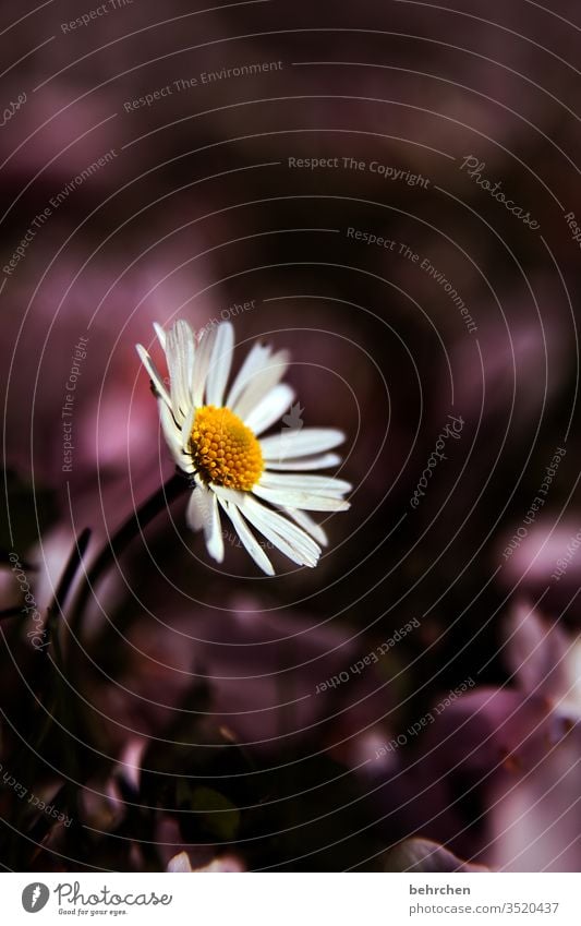 ein blümchen für die mamis Gänseblümchen Blume Blüte Wiese Garten Blütenblatt klein zart niedlich hübsch Sommer Frühling Pflanze Natur Außenaufnahme Gras