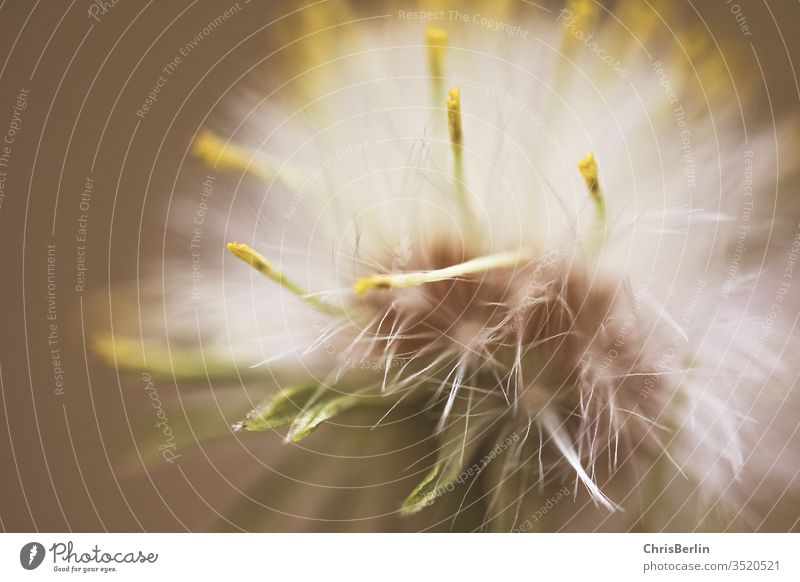 Nahaufnahme Pusteblume Löwenzahn Natur Pflanze Farbfoto Außenaufnahme Frühling weiß Makroaufnahme Detailaufnahme Schwache Tiefenschärfe Wiese