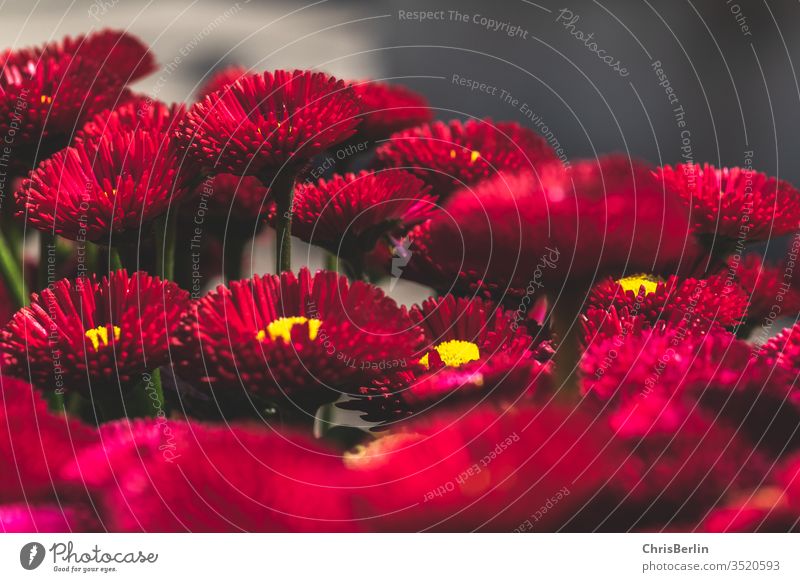 rote Gänseblümchen viele Nahaufnahme Frühling Blume Blühend Bellis Bellis perennis Blüte Pflanze Natur Farbfoto Außenaufnahme Schwache Tiefenschärfe