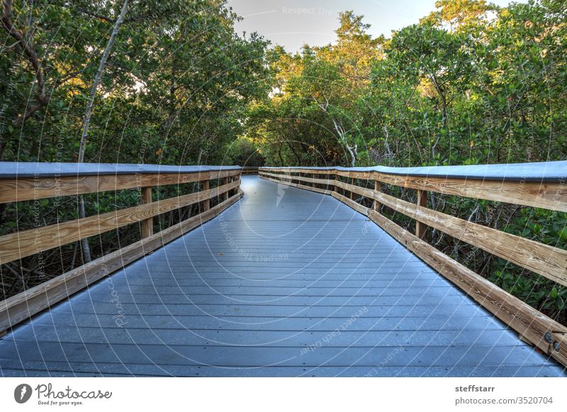 Die Sonne scheint durch Mangrovenbäume, die einen Boardwalk säumen, der zum Strand von Clam Pass hinunterführt Sonnenschein sonnig Promenade Laufsteg reisen