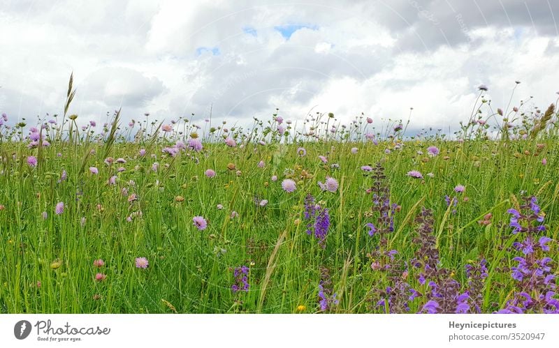 Blumen Wiesenlandschaft mit Gras und Wildblumen bewölkter Himmel Natur Feld Pflanze grün Sommer Frühling Garten purpur Lavendel blau Schönheit schön Blüte rosa