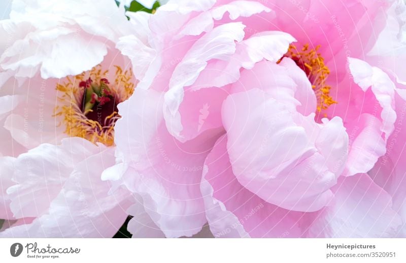 Rosa Pfingstrosenblütenblätter Rosenblüten rosa Blumen Hintergrund rosa Pfingstrosen Blüte Roséwein Blütezeit Schönheit Blütenblatt romantisch Saison Frühling