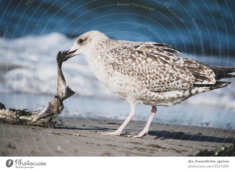 hungrige Möwe Hungrig Fisch Strand Wellen meer ostsee rostock Mecklenburg-Vorpommern Warnemünde Meer Außenaufnahme Küste Vogel Wildvogel Wildtier gefräßig