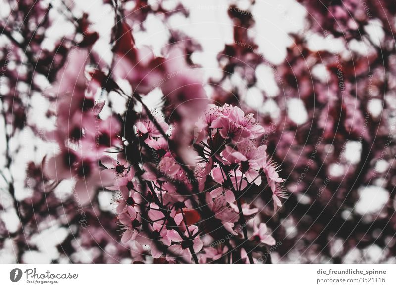 Kirschblüte Kirsche Kirschblüten rosa Frühling Kirschbaum Baum Ast Natur Farbfoto schön Blühend Park Frühlingsgefühle Außenaufnahme Pflanze Blüte Nahaufnahme