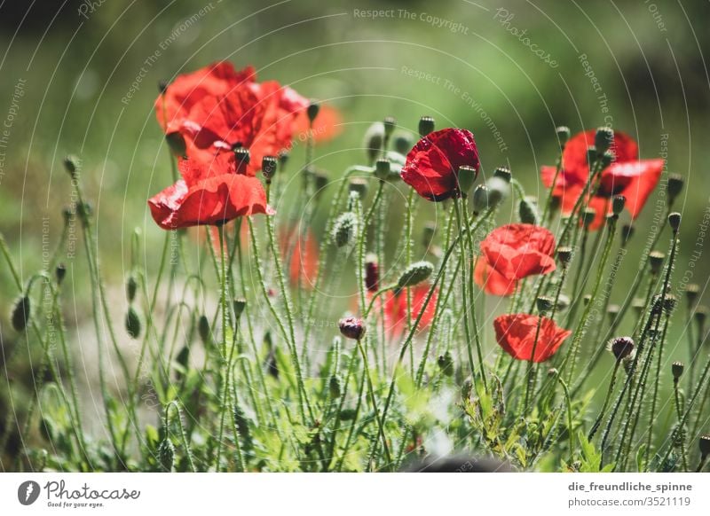 Wildmohn Mohn Mohnblüte Wildpflanze Pflanze Außenaufnahme Natur rot Blume Blüte Wiese Sommer Feld Mohnfeld Umwelt Menschenleer Klatschmohn Landschaft Tag schön