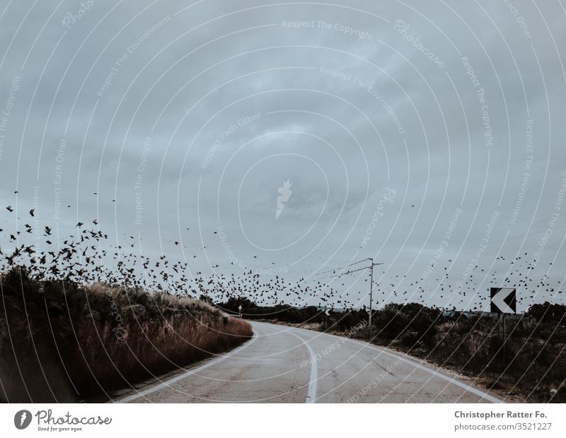 Vögel fliegen über eine leere Straße in Süditalien Reise bari Brindisi italienisch matera Winter xt2 orange Italienisch Landschaft Dolce Vita Reisefotografie