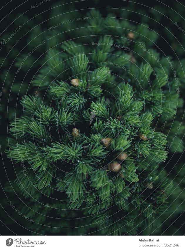 Nadelbaum Baum grün Pflanze Farbfoto Außenaufnahme Natur Grünpflanze Sträucher Detailaufnahme Nahaufnahme