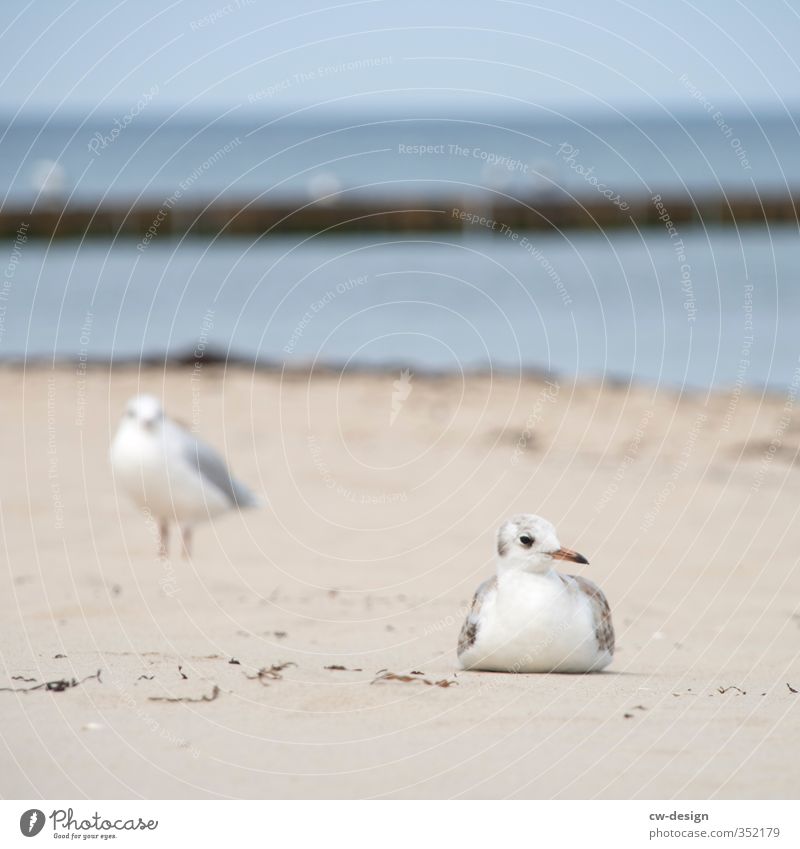 HEUTE: TAG DES MEERES Natur Landschaft Sand Sommer Schönes Wetter Küste Seeufer Strand Bucht Ostsee Meer Insel Tier Vogel Möwe Watvögel 2 sitzen stehen ruhig