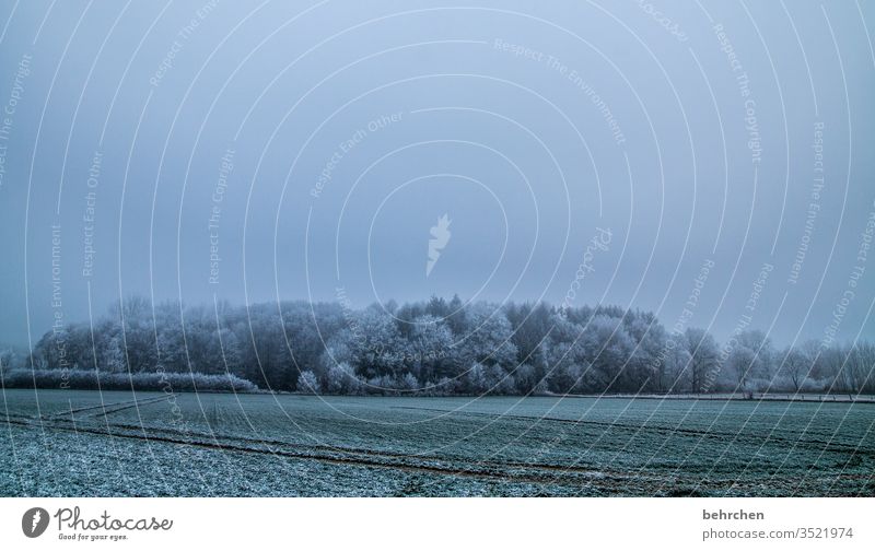 winterträume Winterspaziergang Wintertag Winterstimmung Winterwald geheimnisvoll Märchenhaft Märchenwald Deutschland Heimat Acker Landwirtschaft wolkenverhangen