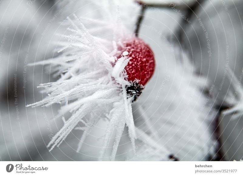 winterpoesie Pflanze Eis Winter Wald Schnee Frost Natur Umwelt Herbst kalt Kälte frieren gefroren Außenaufnahme Farbfoto Menschenleer Baum Raureif Jahreszeiten