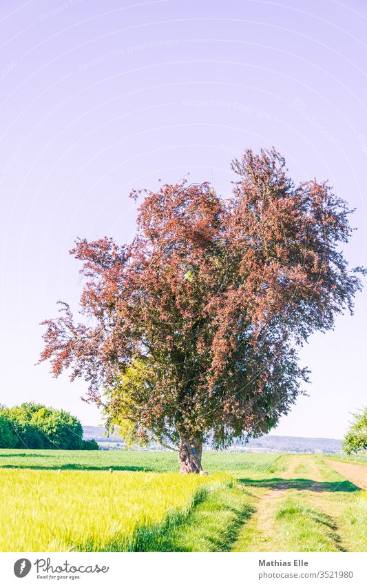 Baum am Wegesrand Tag Textfreiraum oben Außenaufnahme Farbfoto Wachstum Ordnung Gesundheit frisch Fluchtpunkt Biologische Landwirtschaft Kräuter & Gewürze Feld