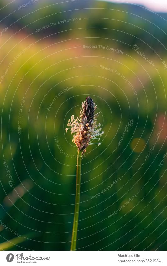 Blütenzweig im Graß Gras Frühling Pflanze Natur Sträucher Garten Blühend Wachstum Farbe Umwelt Farbfoto Außenaufnahme Detailaufnahme Zentralperspektive