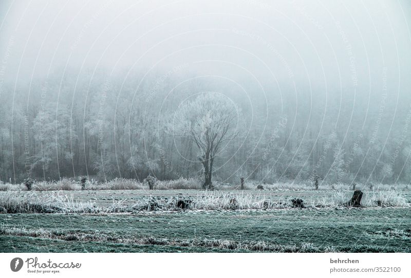 wintersinfonie Winterspaziergang Wintertag Winterstimmung Winterwald geheimnisvoll Märchenhaft Märchenwald Deutschland Heimat Acker Landwirtschaft