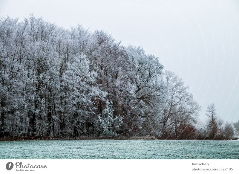 abkühlung Pflanze Schneelandschaft Eis Winter Wald Bäume Frost Landschaft Natur Umwelt Wiese Feld idyllisch verträumt schön Winterspaziergang Wintertag