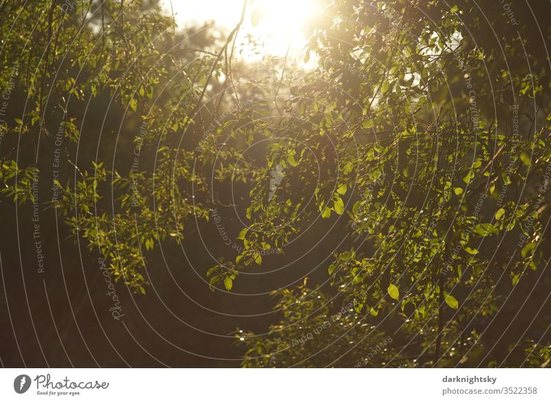 Blätter im Sonnenlicht Natur Pflanze Farbfoto Menschenleer grün Außenaufnahme Tag Umwelt Wald Baum Weide Salix Landschaft Sommer Schönes Wetter Licht Ast Äste