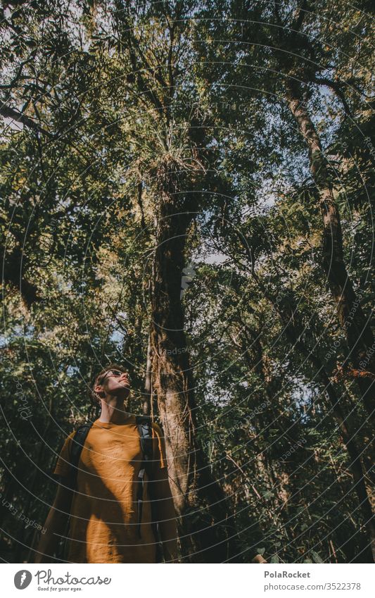 #AS# Entdecker groß alt mächtig Baum Baumstamm Natur Außenaufnahme Wald Tag grün Pflanze Bäume Licht pose Farn Dschungel neusseland bedroht Naturschutzgebiet