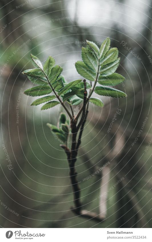 grüner Zweig mit Vintage Bokeh Pflanze Blatt Ast Baum Blattgrün Wachstum Frühling Baumstamm Natur Garten Zweige u. Äste Außenaufnahme Nahaufnahme Makroaufnahme