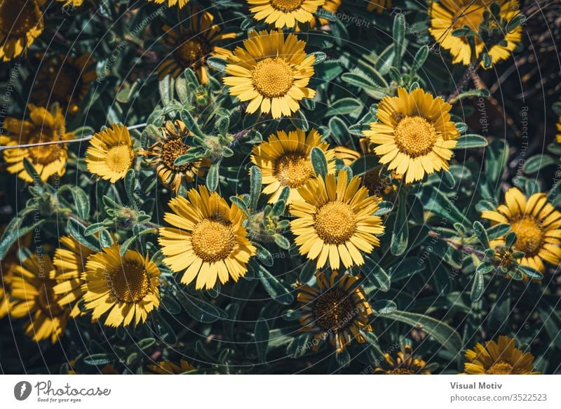 Gelbe Blüten von Asteriscus maritimus, allgemein bekannt als Kompakte Goldmünze oder Mittelmeer-Strandgänseblümchen Asteriskus Blumen Blütezeit botanisch