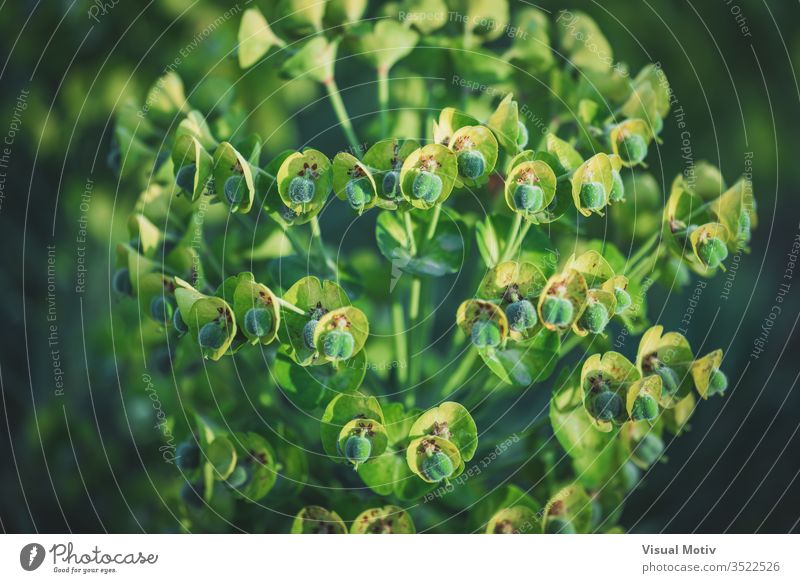 Grüne Blüten der Euphorbia Characias Wulfenii, allgemein bekannt als Mittelmeer-Wolfsmilch Spurge Blumen Blütezeit mediterran botanisch Botanik Feld Flora