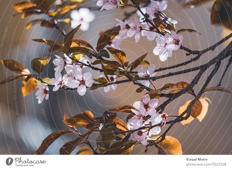 Blüten des Pflaumenbaums, auch bekannt als Prunus cerasifera Pissardii, im zeitigen Frühjahr Blumen Blütezeit botanisch Botanik Feld Flora geblümt Blütenblätter