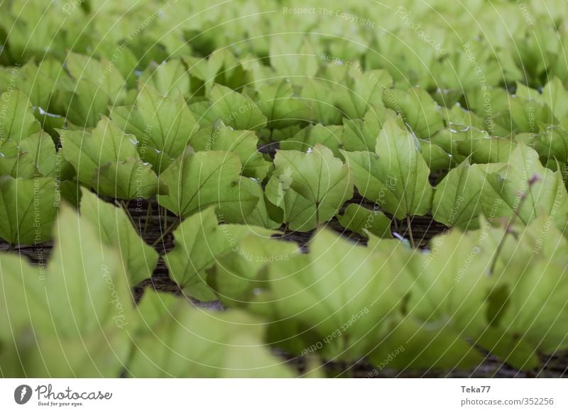 E f eu Umwelt Natur Klima Pflanze Efeu Blatt Grünpflanze Garten grün Gedeckte Farben Außenaufnahme Licht Schatten