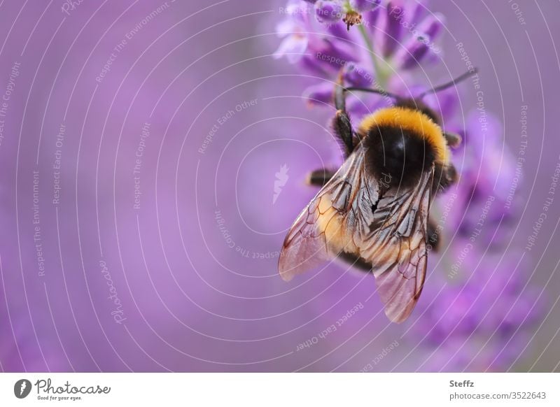 Hummel liebt Lavendel Bombus Flügel Bombus terrestris Lavendelblüten blühender Lavendel Lavendelduft Lavendelblume Hummel auf Blüte Lavendelfarben Sommergefühl