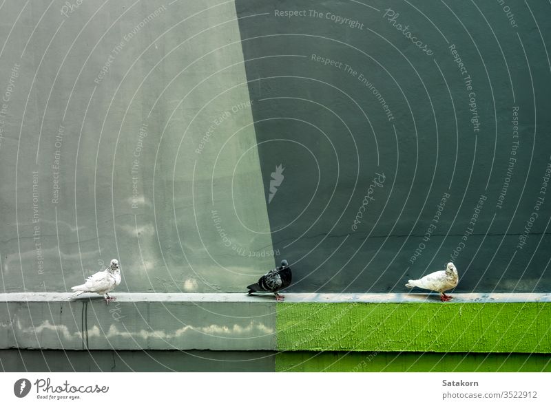 Tauben ruhen auf der Beton-Tropfschale neben dem Gebäude Wand Architektur Vogel aussruhen Formen Tier alt Hintergrund Textur urban Zement Tag Design Muster weiß