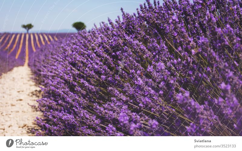 Wunderschönes duftendes Lavendelfeld in hellem Licht Valensole, Provence, Frankreich Blume Baum Sommer Natur ein Herz Feld purpur Aroma Französisch