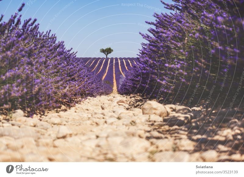 Wunderschönes duftendes Lavendelfeld in hellem Licht Valensole, Provence, Frankreich Blume Baum Sommer Natur ein Herz Feld purpur Aroma Französisch