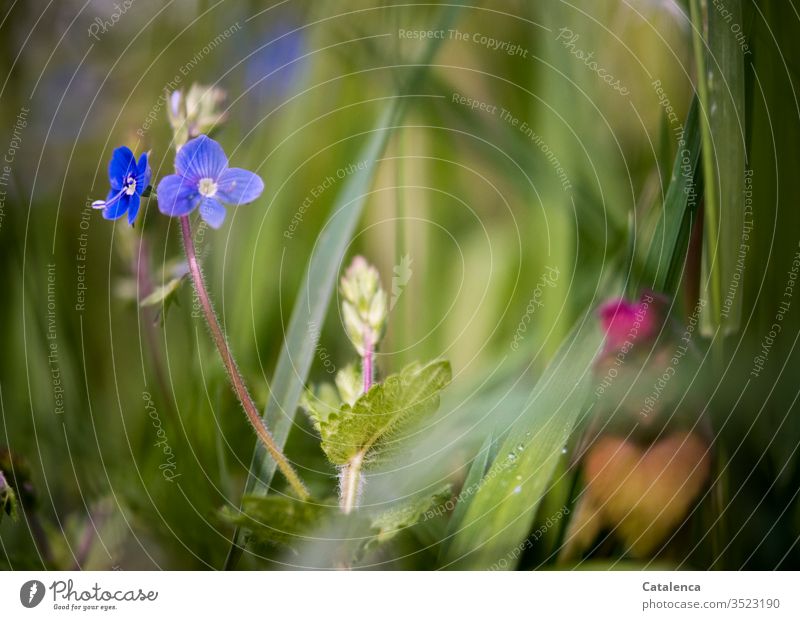 Ein blaues, kleines Blümchen blüht im hohem Gras einer Wiese Natur Pflanze Blume Blüte Veronica Blühend Wachstum Sommer Grashalme blaues Blümchen Fröhlichkeit