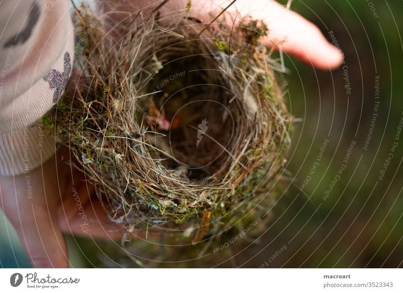 Vogelnest runtergefallen heruntergefallen daunen äste zweige haus behausung vögel nisten kinderhände alten festhalten heimat sicherheit zu hause zuhause federn