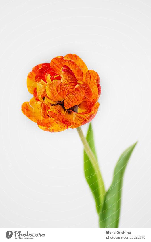 Tulpenblüte auf hellem Hintergrund. Blume Überstrahlung Frühling rot orange gelb Frottee Single Licht Nahaufnahme