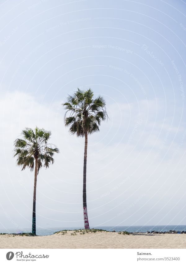 Beachart Graffitti Palmen kunst Straßenkunst Meer Venicebeach USA Amerika Himmel Natur baum ozean Landschaft wolken Sommer streetart Sand Strand