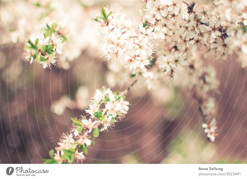 Leichte Frühlingsblüten zart und weich Frühlingsblume Frühlingsgefühle Blühend natürlich Menschenleer Außenaufnahme Blüte schön grün Blume Pflanze Natur Tag