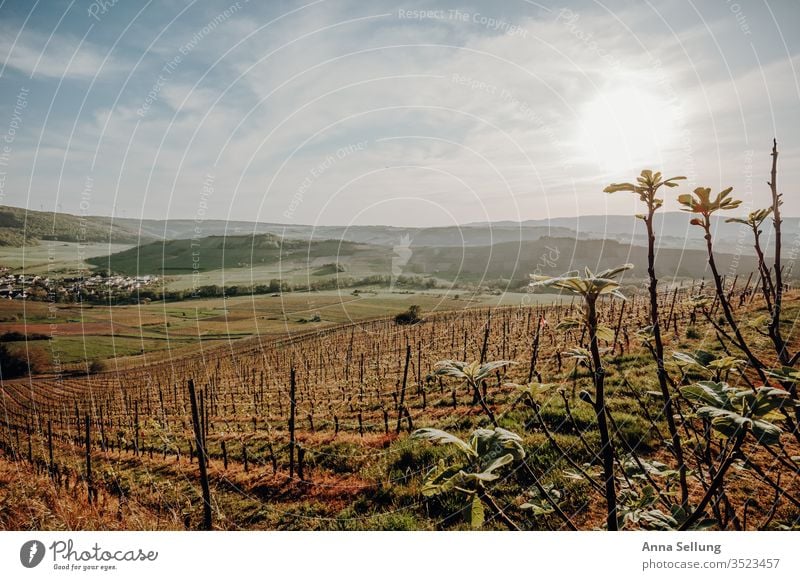 Weinberg in der Abenddämmerung Weinbau Himmel Nutzpflanze Landschaft Natur Farbfoto Weintrauben grün Menschenleer Pflanze Außenaufnahme Wachstum Feld