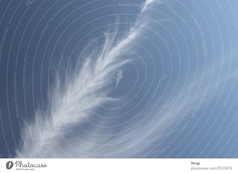 Federwolken oder Cirruswolken vor blauem Himmel Wolke Wetter weiß Schönes Wetter Menschenleer Natur Umwelt Außenaufnahme Farbfoto Klima Licht filigra zart