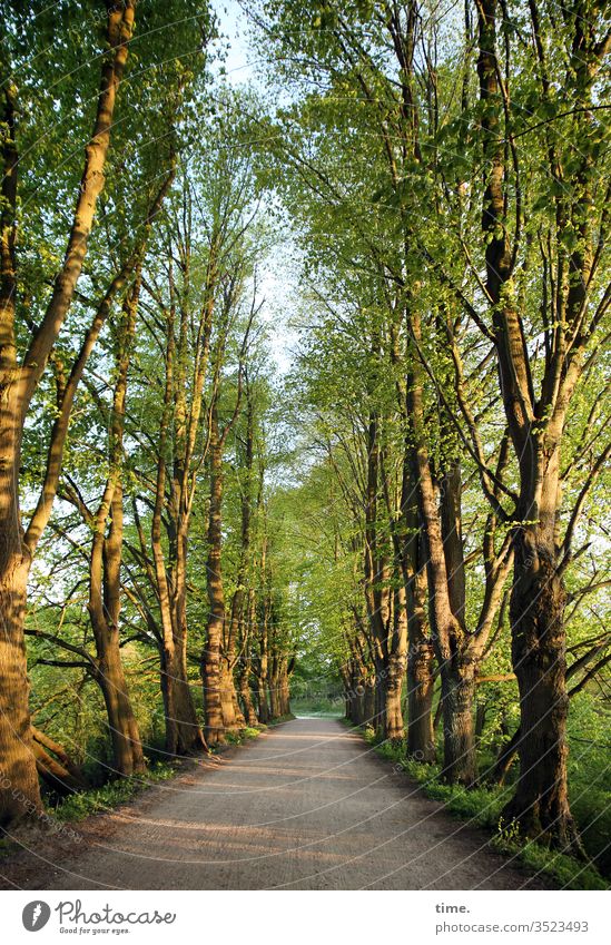 Abendweg allee bäume abendlicht frühling säumen hoch alt natur Sonnenlicht Spaziergang