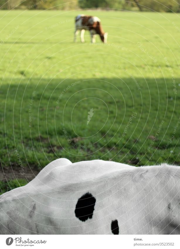 Mittagsschlaf wiese kuh tierportrait landwirtschaft liegen grasen fressen schatten sonnenlicht fell stehen bauerei viehwirtschaft