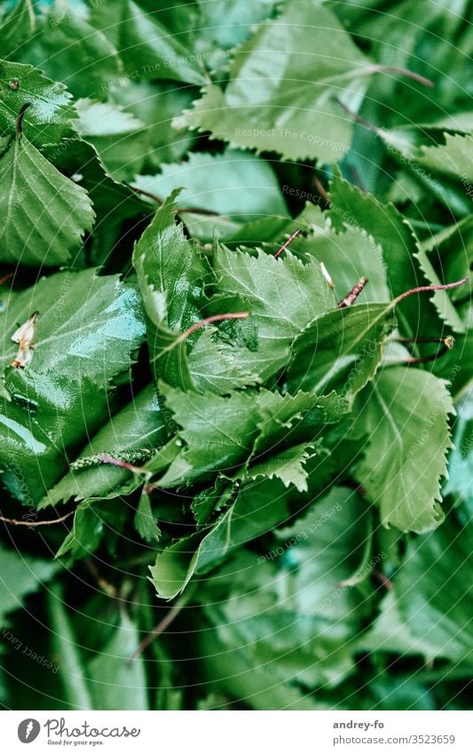 Birkenblätter Blatt grün Pflanze Natur Außenaufnahme Baum Detailaufnahme