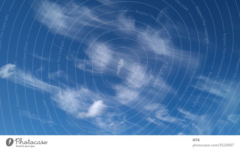 Zirruswolken Wolke Himmel blau Wasserdampf weiss Wolken Feder Federwolken Luft Aussenaufnahmen Schönes Wetter Außenaufnahme Farbfoto Tag Umwelt Licht Natur