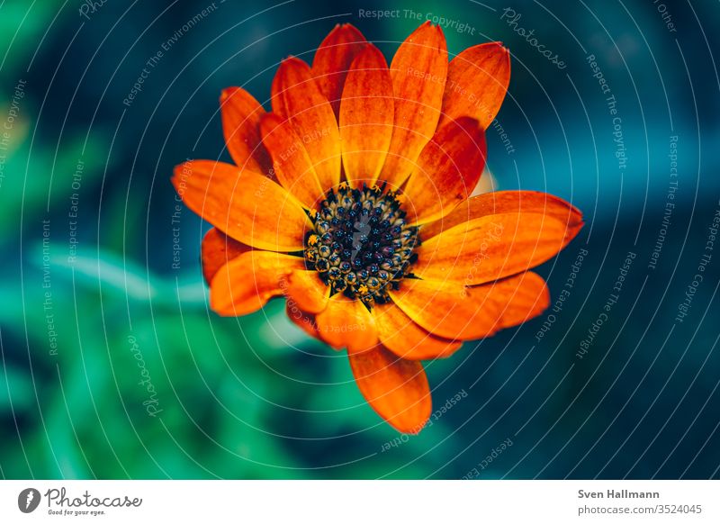 orangefarbene Osteospermum Sommer Natur Pflanze Farbfoto Tag Nahaufnahme Blume Blüte ornamental Frühling bunt Garten rosa Makroaufnahme Detailaufnahme Park