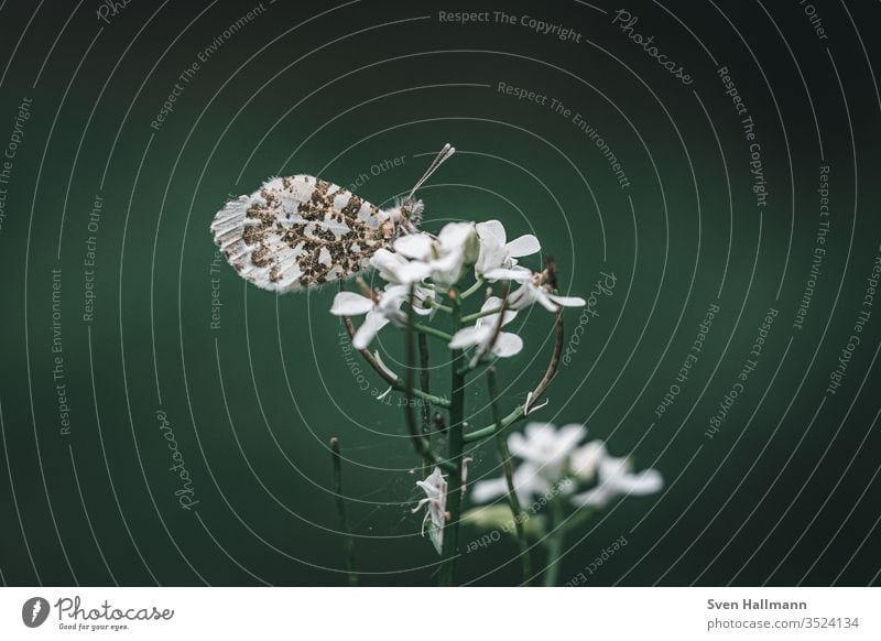 Schmetterling auf Blume Sommer Nahaufnahme grün Tier Natur Insekt Blüte Garten Kontrast Farbfoto Hintergrund neutral Zentralperspektive Textfreiraum oben