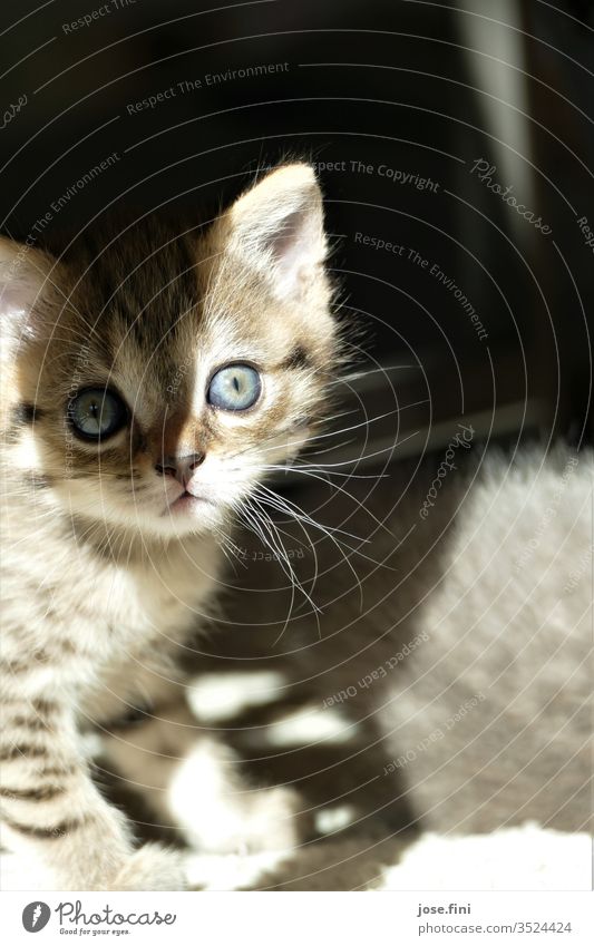 kleines getigertes Kitten mit großen blauen Augen, Schatten und Sonne fallen auf sein Gesicht Katze blaue augen erschrocken schüchternheit jung Säugetier