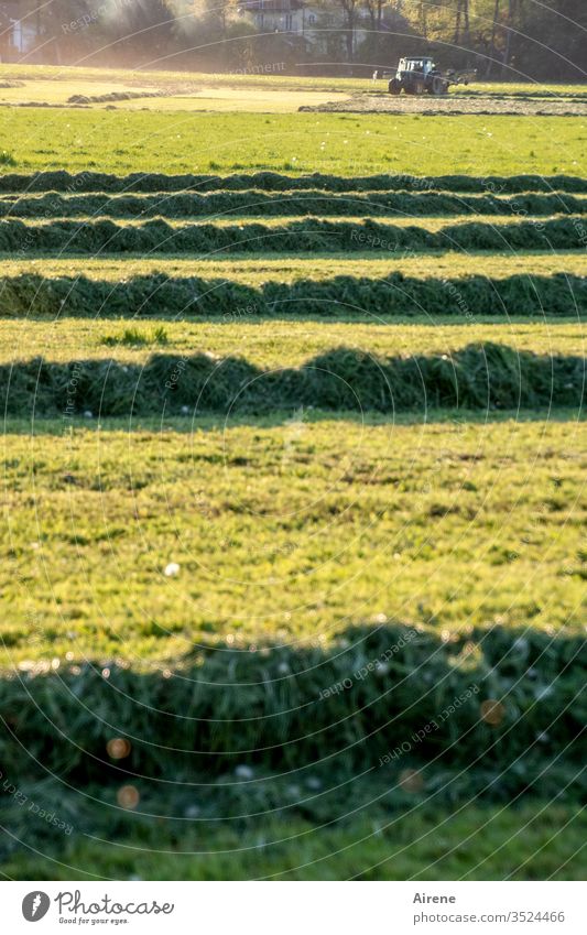 Traktorfahrbahnen Heu Wiese mähen Feld Heuwiese Feldarbeit Landwirtschaft Heuernte Futter Ackerland gelb grün hellgrün grasgrün Gras Sommer Ernte Erntezeit