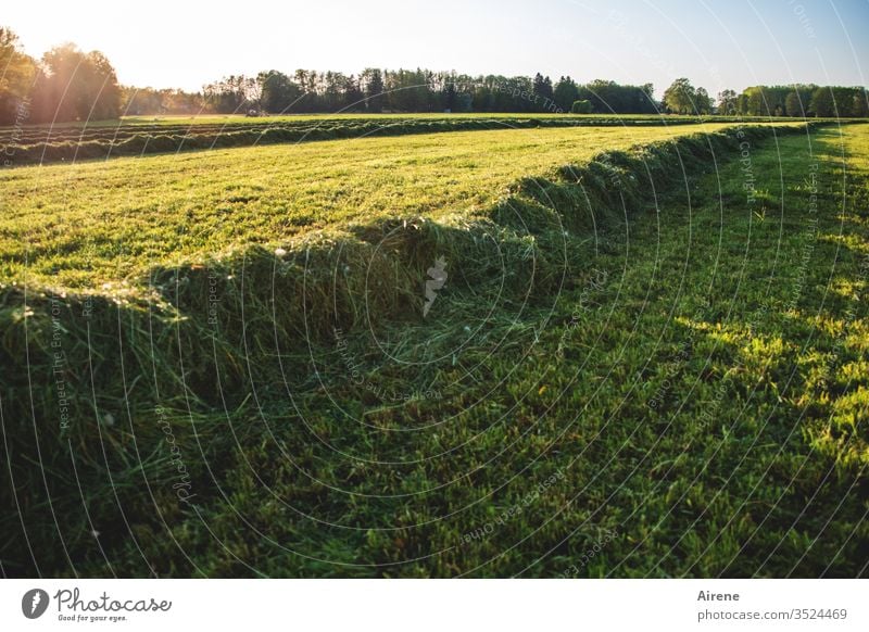 nach getaner Arbeit Heu Wiese mähen Feld Heuwiese Feldarbeit Landwirtschaft Heuernte Futter Ackerland gelb grün hellgrün grasgrün Gras Sommer Ernte Erntezeit