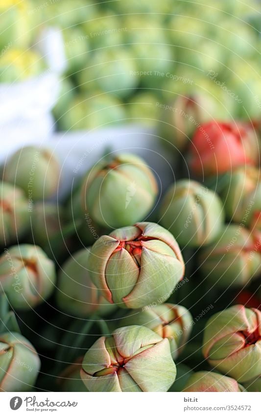 *1800* Blumen sollen blühn Natur Pflanze Blüte Blühend Wachstum Frühling Knospe Garten schön Nahaufnahme Schwache Tiefenschärfe grün Duft Tulpe Tulpenblüte