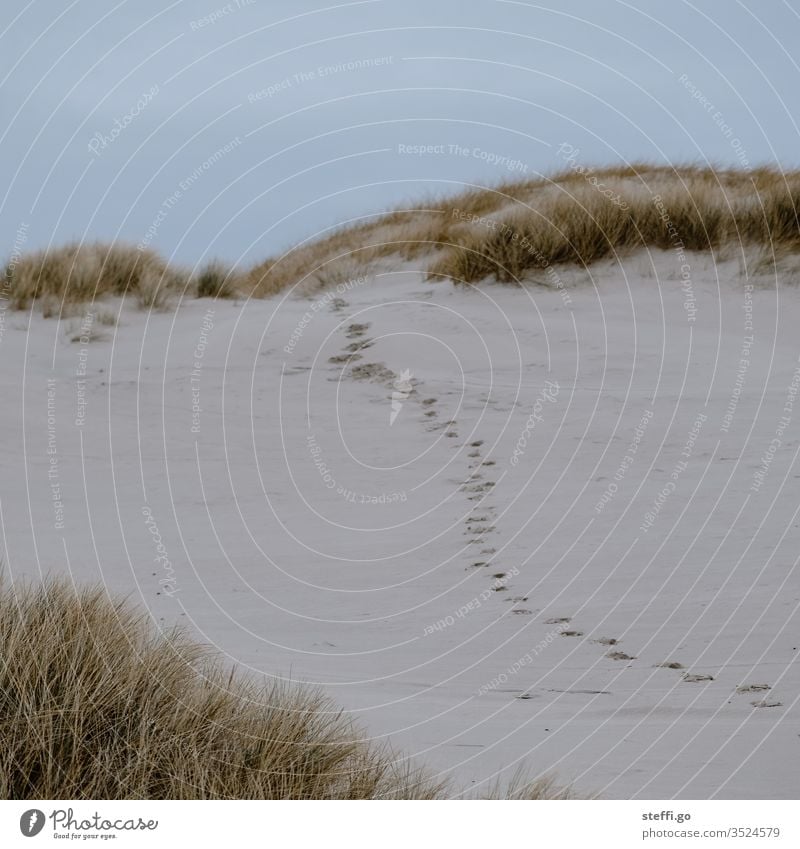 Fußspuren am Strand Dünengras Stranddüne Abdruck Sand Sandstrand Dänemark Nordsee Ostsee Küste Landschaft Ferien & Urlaub & Reisen Menschenleer Wege & Pfade