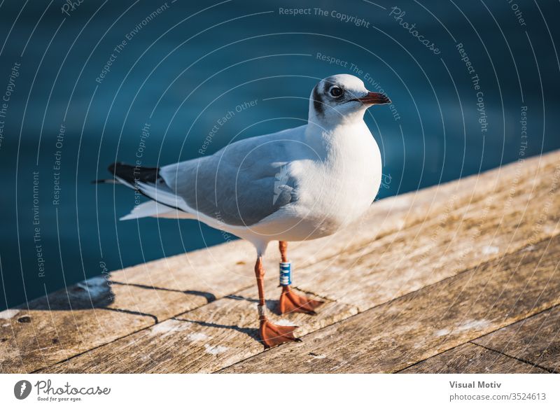 Kleines Exemplar der Schwarzkopfmöwe im Winterkleid Tier Tierfotografie Strand Schnabel Vogel Vogelfotografie Vögel schwarzköpfig blau Küste Farbe Außenseite